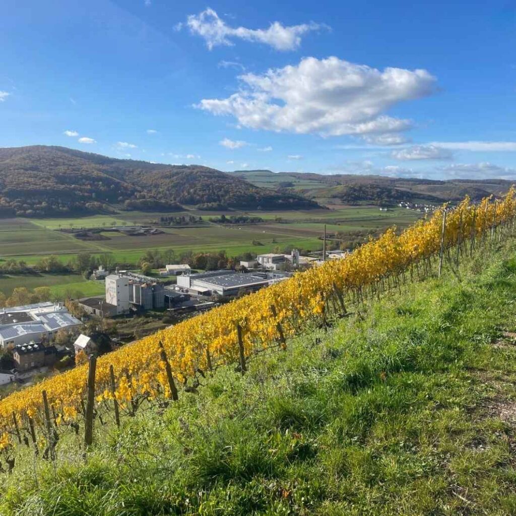 Das Traditionsunternehmen Renzmann aus den Weinbergen des Nahelands aufgenommen.